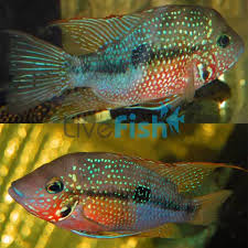 Image result for Smithia elliotii