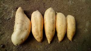 Siang itu ketika wartawan koran ini berkunjung, ia tengah mencoba membuat olahan keripik dan. Suplier Ubi Jalar Home Facebook