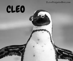 For a boy, nick, frosty, ice, winter breeze, winter chill and be cool! 20 Cute Penguin Names I Love Penguins Penguin Names Cute Penguins Penguins