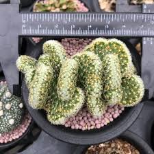 Maybe you would like to learn more about one of these? Mammillaria Compressa Cv Yokan 41cactus By Tiwa Facebook
