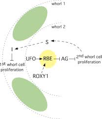After several weeks, the growing points begin to rot, allowing the inner leaves to be pulled out of the whorl. Rabbit Ears Is A Second Whorl Repressor Of Agamous That Maintains Spatial Boundaries In Arabidopsis Flowers Krizek 2006 The Plant Journal Wiley Online Library
