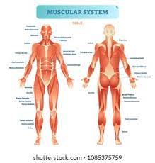 It is long and thin, running across the thigh in a inferomedial direction. Male Muscular System Full Anatomical Body Stock Vector Royalty Free 1085375759