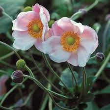 Richard Aherns Japanese Anemone Finegardening Anemone Flower Fall Flowers Garden Anemone