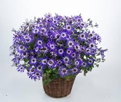 Image result for Pericallis