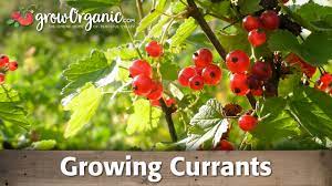 When to plant currant bushes? Growing Currants Organically Youtube