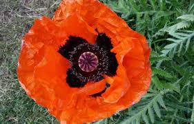 Image result for Poppy Red 1972 Colt