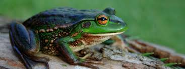 Shop our best selection of indoor & outdoor water fountains to reflect your style and inspire your outdoor space. Build A Frog Pond