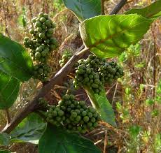 Image result for Maesa lanceolata