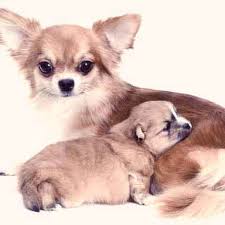 Maybe you planned her pregnancy and you want to know if it worked. Is My Dog Pregnant Petcarerx
