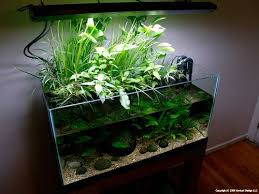 Riparium Plants Gauging Interest Ape Aquatic Plant Enthusiasts A Planted Aquarium Community Planted Aquarium Betta Betta Fish