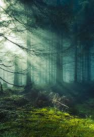 Shallow focus photo of flowers. The 30 Most Beautiful Nature Photography