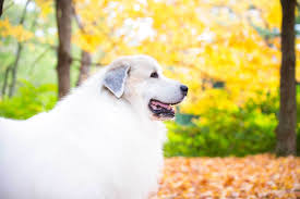 La génération moderne de chiens de montagne sont des animaux intelligents qui considèrent leur famille comme leur propre la nourriture naturelle pour le chien de montagne des pyrénées est recommandée. Le Montagne Des Pyrenees Elevage Pyrenees Du Pignon Rouge