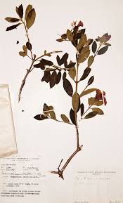 Image result for Dissotis swynnertonii