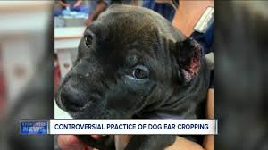 If your dog has a history of ear infections, when they occurred, and how they were treated. Controversial Practice Of Dog Ear Cropping In The Local Spotlight After Arrest