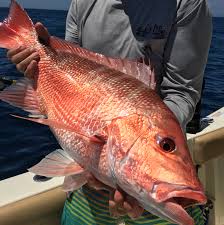 How big do red snapper get? 4 Day Red Snapper Season Announced For South Atlantic