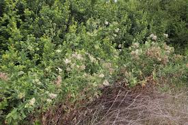 Image result for Nidorella ivifolia