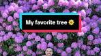 Admiring My Blooming Rhododendron in the Garden