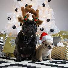 Pin By Christine Lane On Greeting Cards And Gifs With Animals Dog Christmas Photos Christmas Cats Wag The Dog