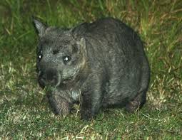 Image result for Northern hairy-nosed wombat