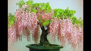 Dieser kleine baum wird ca. Blue Jacaranda Jacaranda Mimosifolia Or Wisteria Bonsai Tree Video Dailymotion