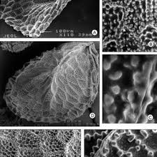 Image result for Rogiera cordata