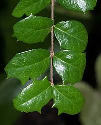 Image result for Malpighia coccigera