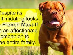 Information About The French Mastiff Dogue De Bordeaux Dog Breed Dogappy