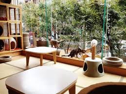 Oh So Lovely Vintage The Cat Cafe Cat Cafe Pet Cafe Cat Hotel