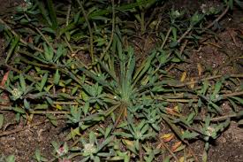 Image result for Corrigiola