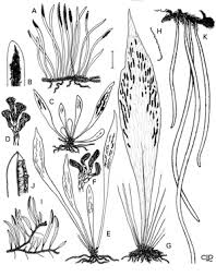 Image result for Vittaria elongata