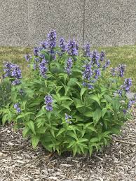 Image result for Nepeta