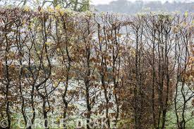 Image result for hornbeam hedge in winter