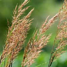 Image result for Sorghastrum nudipes