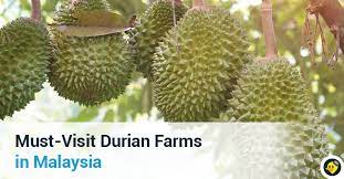 Variety known as 'musang king'. Must Visit Durian Farms In Malaysia C Letsgoholiday My