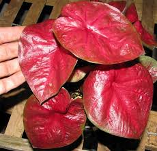 Brian S Botanicals Variegated Plants Caladium Plant Leaves
