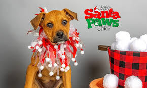 Find the perfect boxer puppy for sale in akron / canton, ohio at next day pets. These Cincinnati Based Puppies Are Up For Adoption And In Need Of A