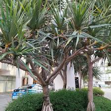 Image result for Pandanus utilis