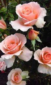 History Meaning Of Pink Roses A Shade By Shade Guide Beautiful Roses Beautiful Flowers Flowers