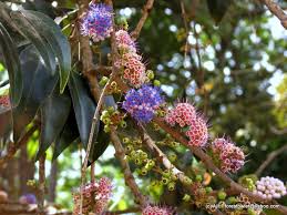 Image result for Memecylon sp. C