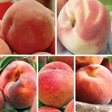 Get the best deal for peach trees from the largest online selection at ebay.com. 5 N 1 Peach Tree Direct Gardening
