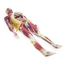 Learn vocabulary, terms and more with flashcards, games trapezius blood supply. Syndaver Anatomy Model Syndaver