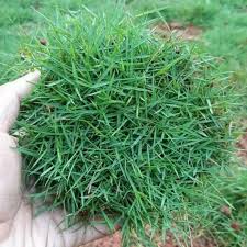Rumput jepang / zoysia japonica adalah salah satu jenis rumput hias yang sering ditanam di halaman rumah untuk memperindah taman. Jual Rumput Jepang Rumput Taman Konstruksi Dan Taman 822510050
