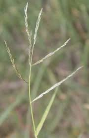 Image result for Leptochloa obtusiflora
