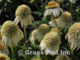 Summer Snow Storm Coneflower This Was A Jaw Dropper Flowers Perennials Snow In Summer Echinacea