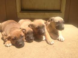 Black german shepherd lab mix. American Bulldog German Shepherd Mixed Puppies For Sale In Gambrills Maryland Classified Americanlisted Com