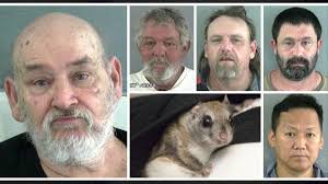 They are great unique pets. 7 Charged In Florida Smuggling Ring That Funneled Thousands Of Flying Squirrels Into South Korea