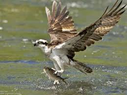 Is The Seahawk A Real Bird National Wildlife Federation Bird Birds Of Prey