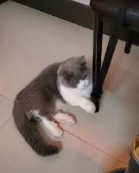 Fridayvibes Munchkins Munchkin Munchkinstars Munchkincat Munchkinmoments Munchkinsofinstagram Munchkinlovers Funny Cat Videos Munchkin Cat Cat Gif