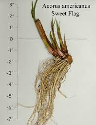 Image result for Calamus deerratus