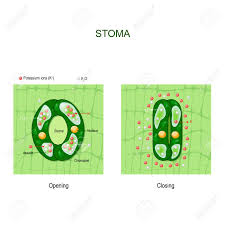 Check spelling or type a new query. Opening And Closing Of Stoma Anatomy Of Stomatal Complex Structure Of Stomate In A Plant Leaf Vector Diagram For Educational Science And Biological Use Royalty Free Cliparts Vectors And Stock Illustration Image